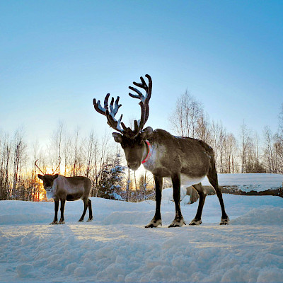 Fins Lapland