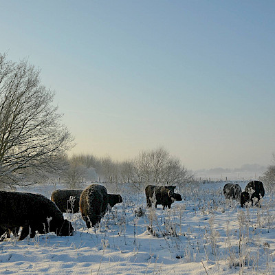 Limburgs Landschap