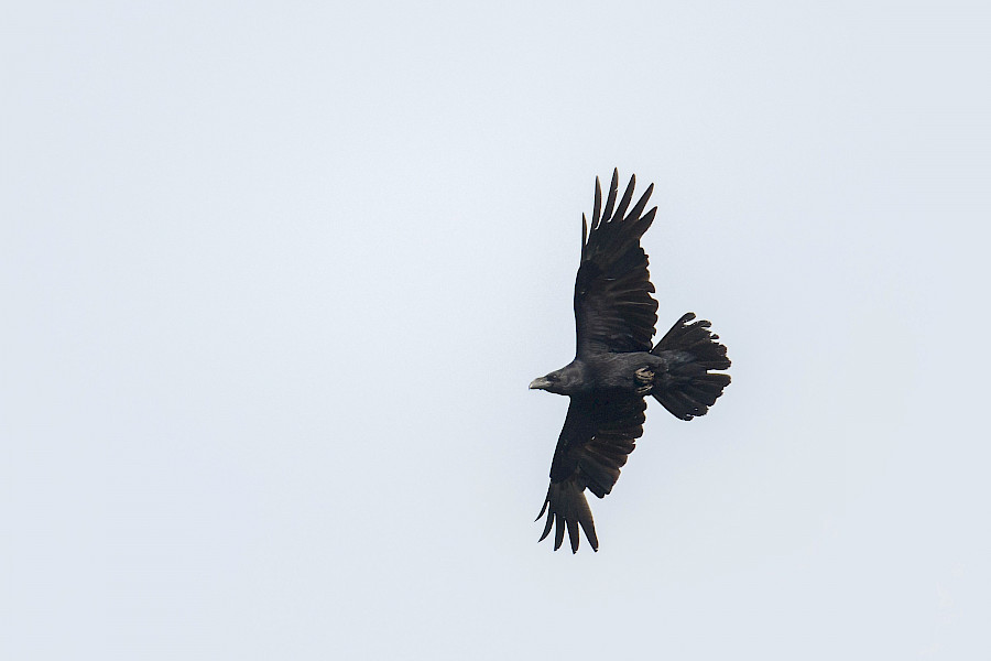 Raven op de Ravenvennen