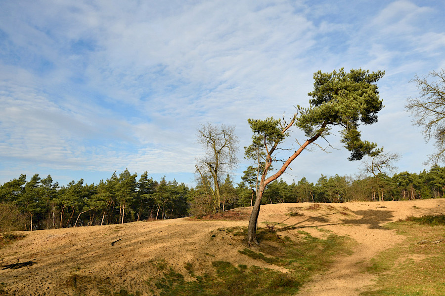 Raven op de Ravenvennen
