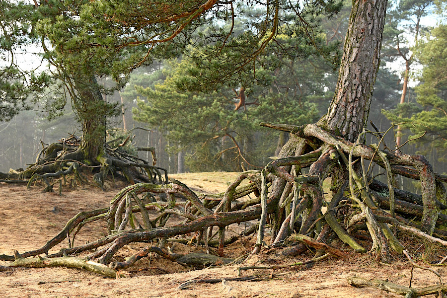 Raven op de Ravenvennen