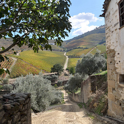 Fluweelzacht, krachtig en complex