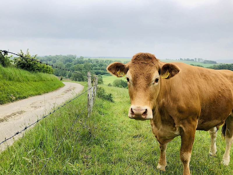 Amstel Gold race, maar dan anders