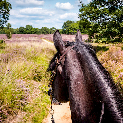 Paardrijden door Grenspark Kempen-Broek
