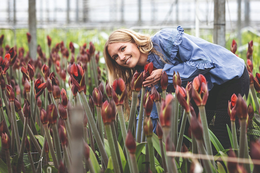 Amaryllis: de Koningin van Kerstmis
