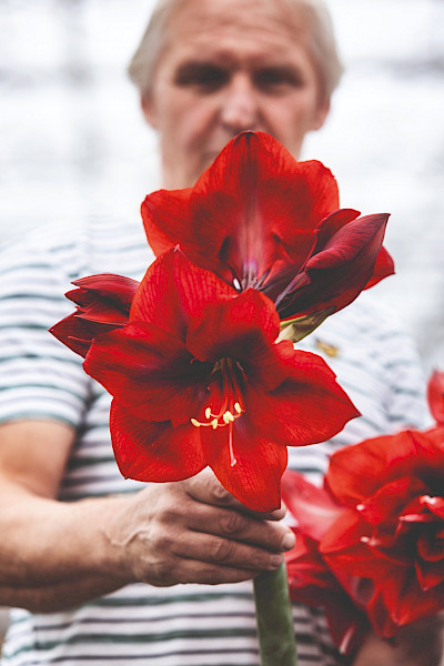 Amaryllis: de Koningin van Kerstmis