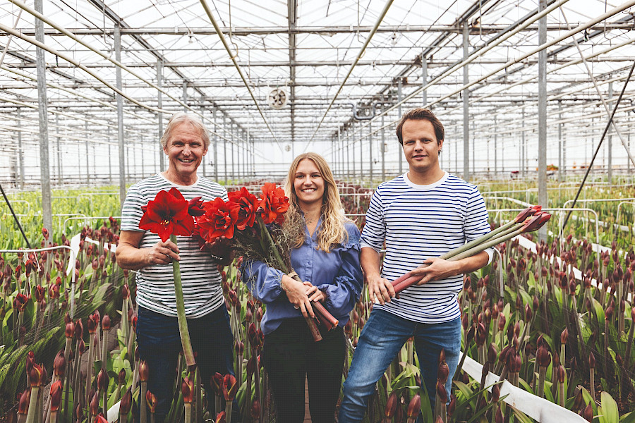 Amaryllis: de Koningin van Kerstmis