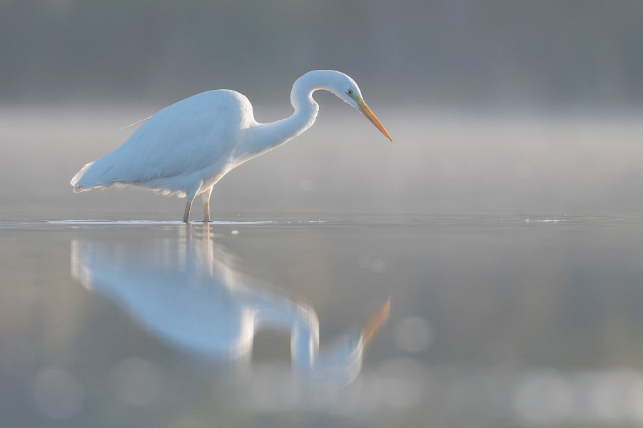 I’m dreaming of…