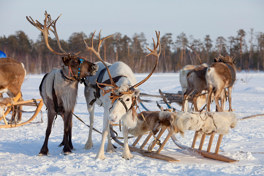 Een wintersprookje vol actie en magie… Fins Lapland