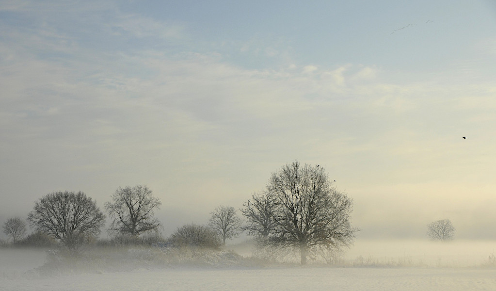 Ode aan Het Landschap: wintersnoei