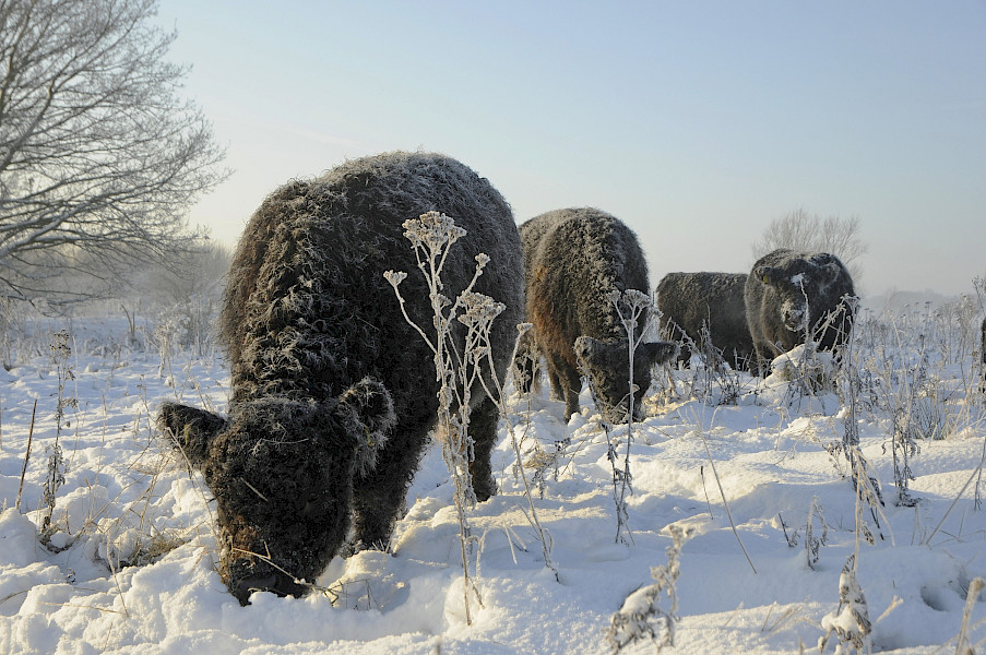 Ode aan Het Landschap: wintersnoei