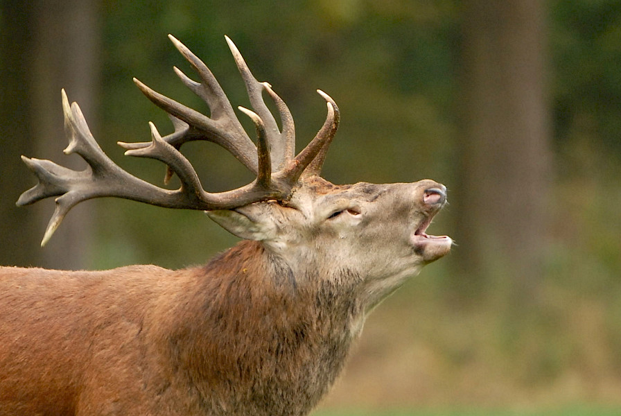 Ode aan burlende Edelherten